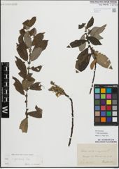 Foto von Salix myrsinifolia Salisb.